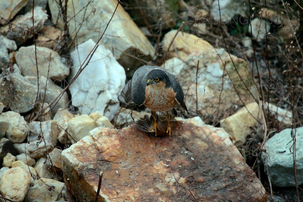 Northern Sparrowhawk with Vinous-throated Parrotbill – Ahae
