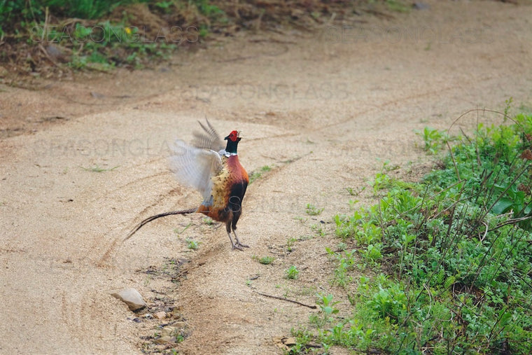 Cock Pheasant