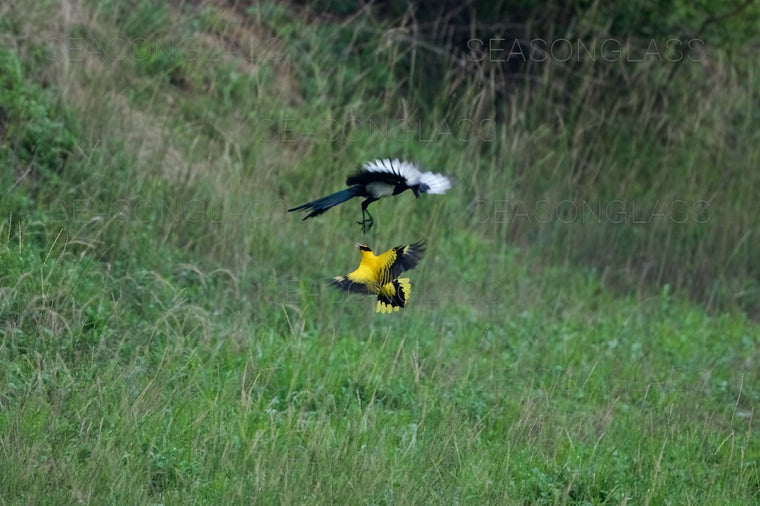 Magpie and Black-naped Oriole