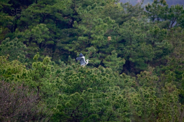 Magpies Harassing Grey Heron