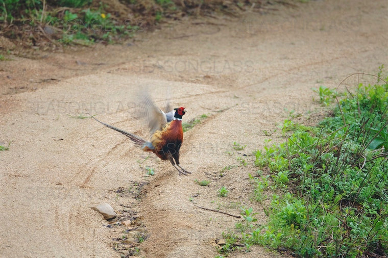 Cock Pheasant