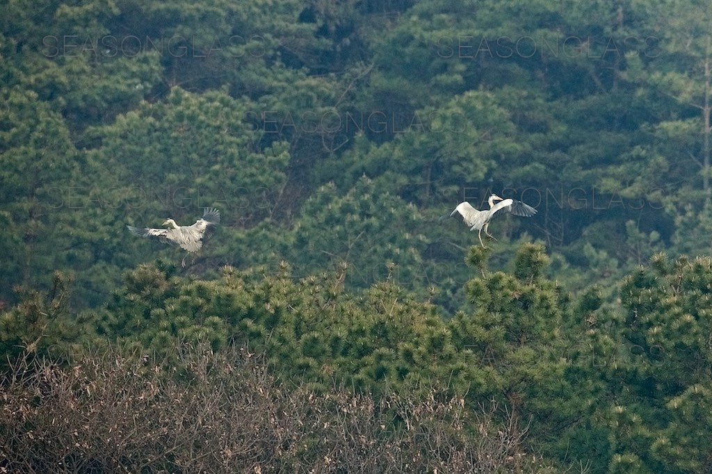 Grey Herons