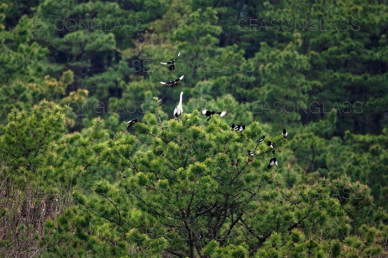 Magpies Harassing Grey Heron