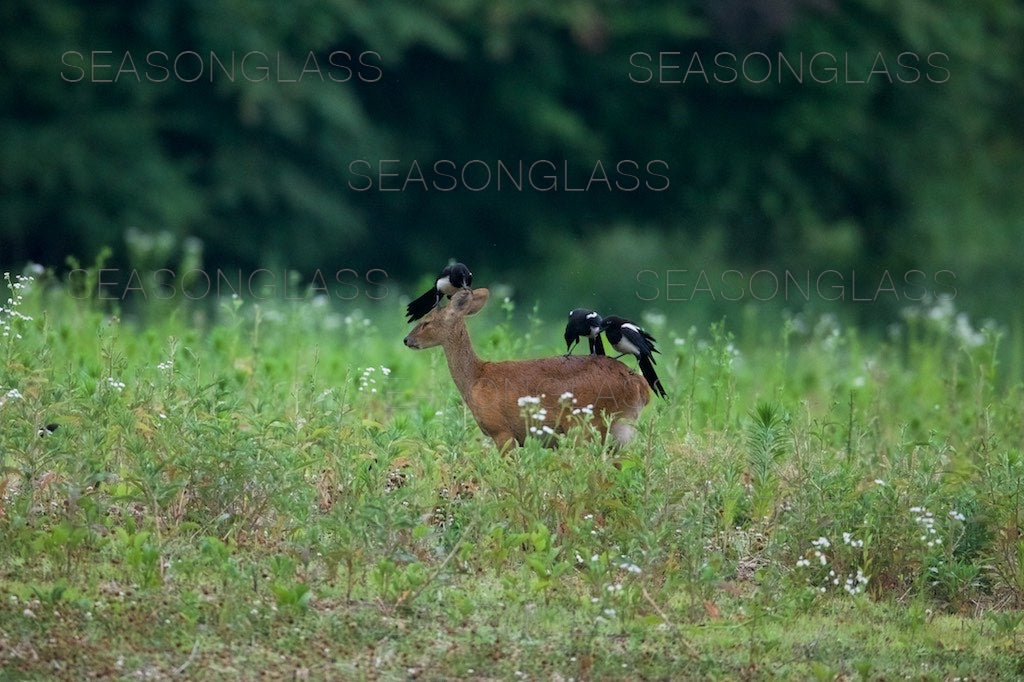 Magpies and Water Deer