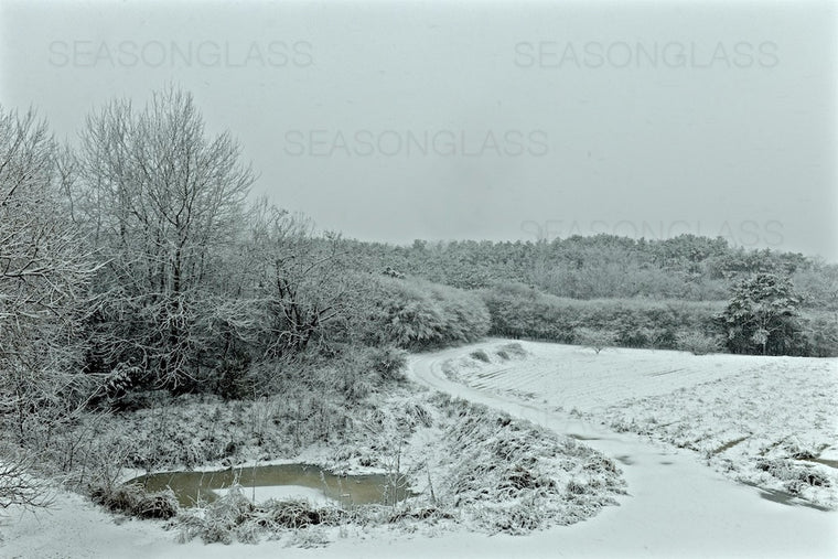 Woods in Winter