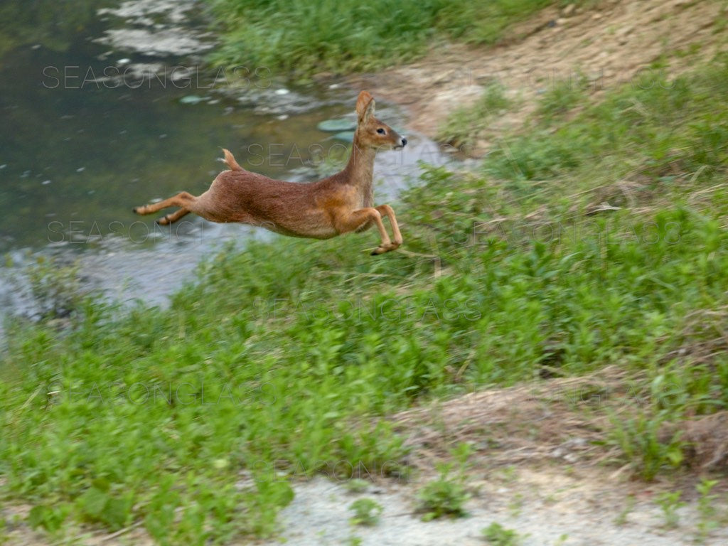 Water Deer