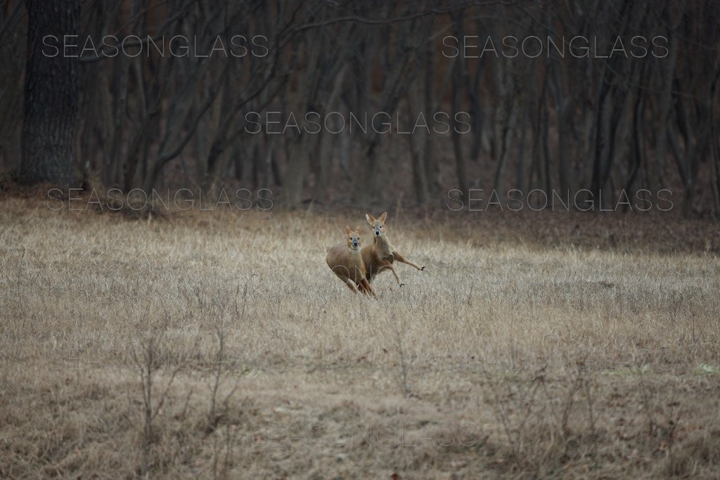 Water Deer