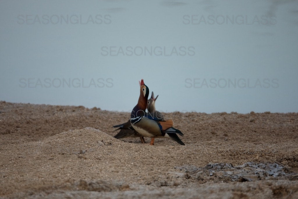 Pair of Mandarin Ducks