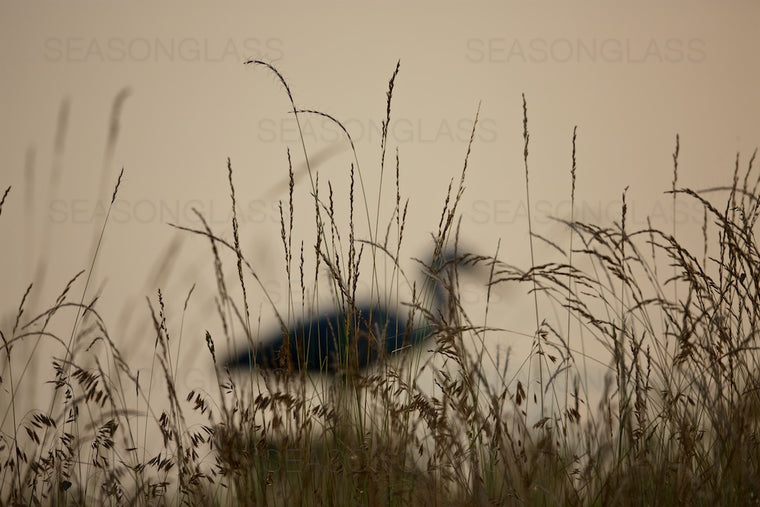 Grey Heron