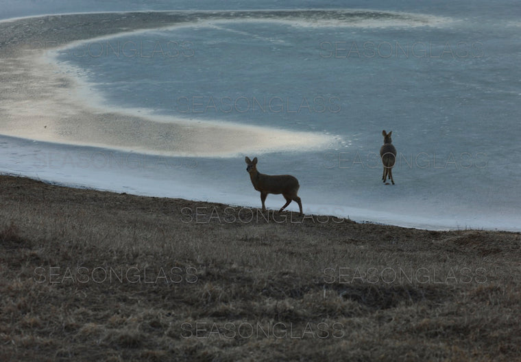 Water Deer