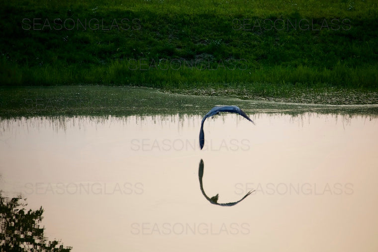 Grey Heron