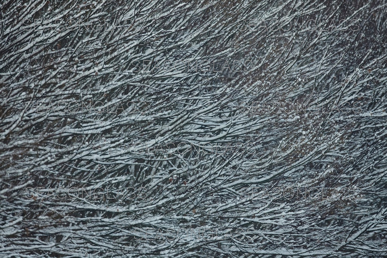 Maple Trees in Winter