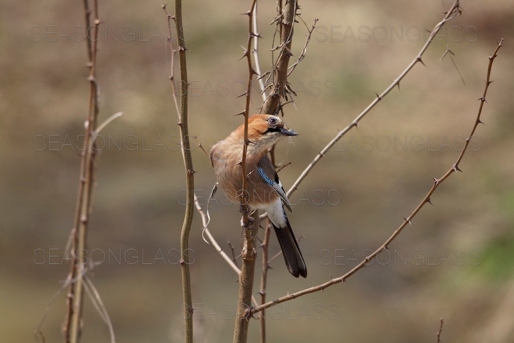 Eurasian Jay