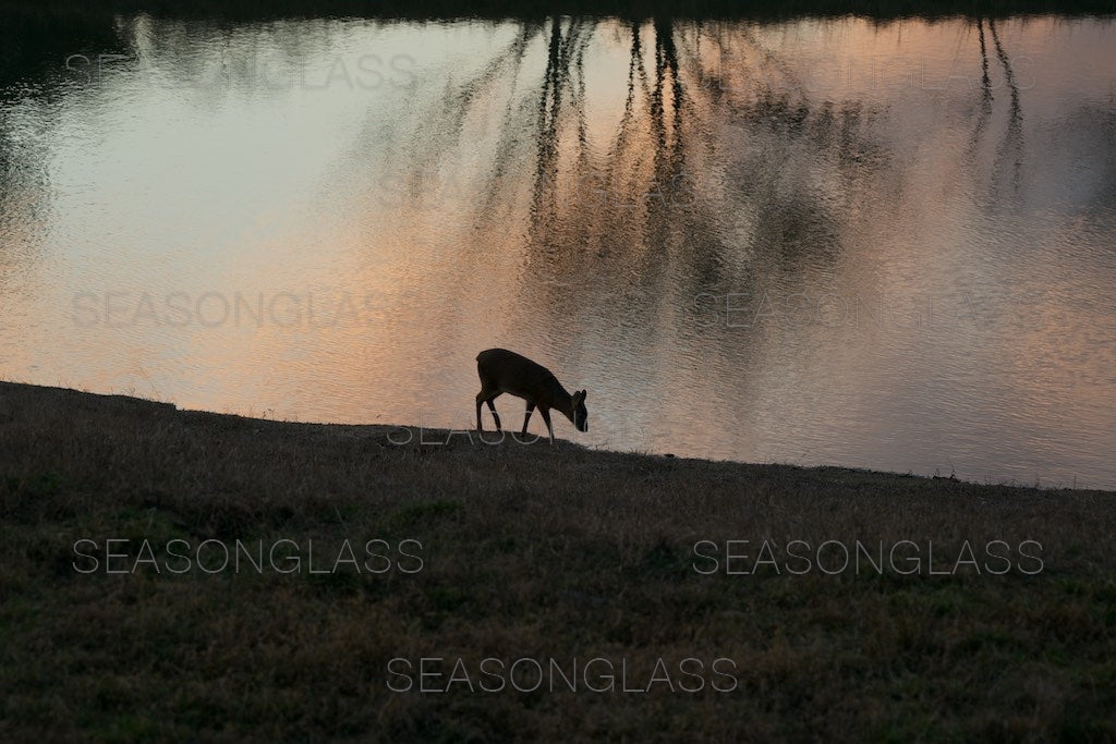 Water Deer