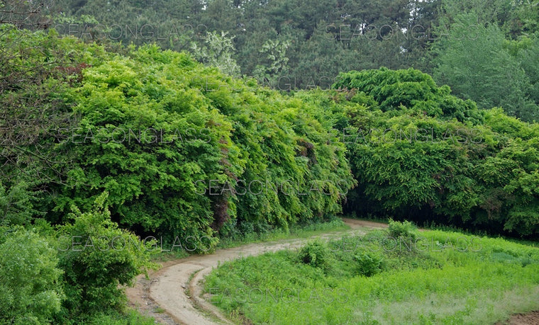 Woods in Late Spring