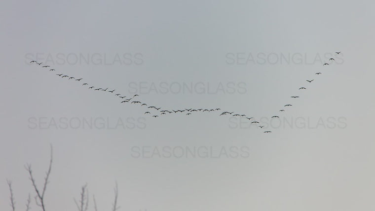 Birds in Flight