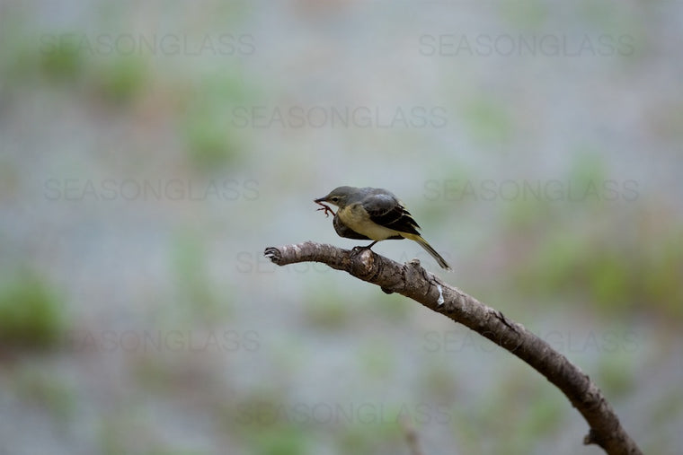 Grey Wagtail