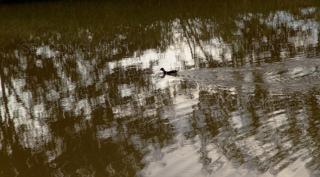 Reflection and Duck