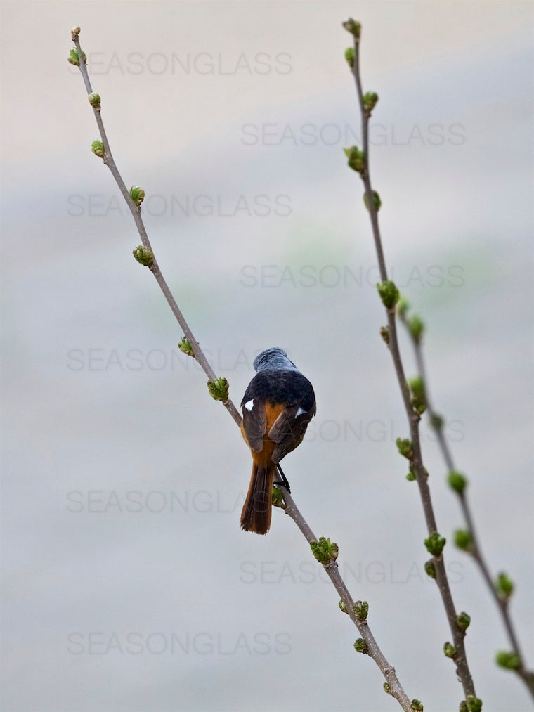 Male Daurian Redstart