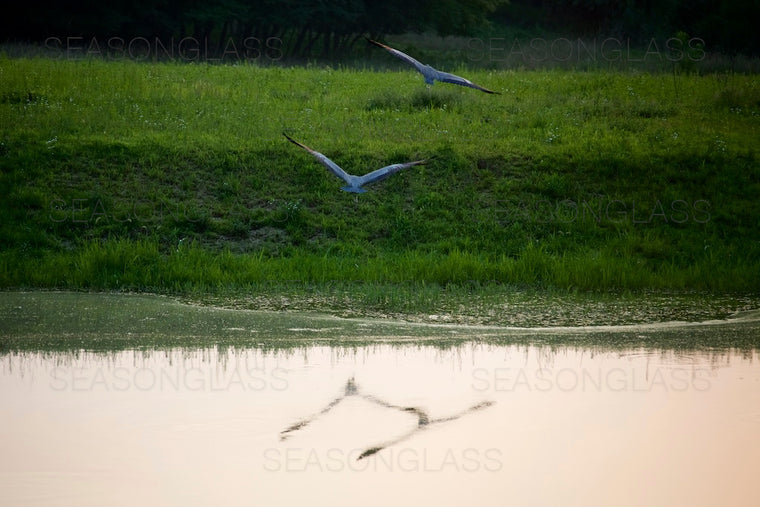 Grey Herons