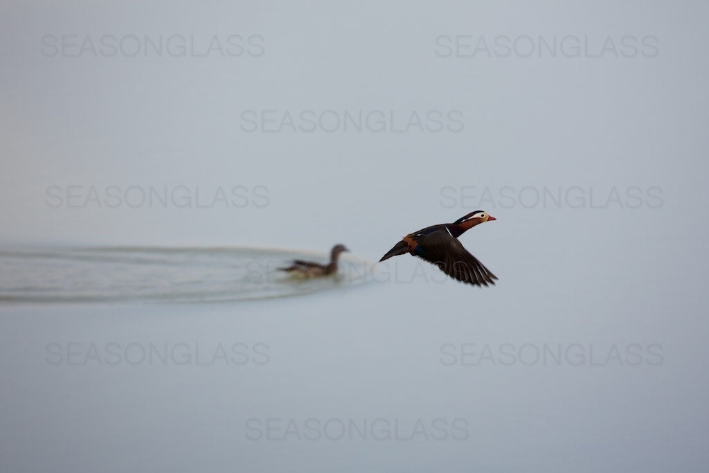 Pair of Mandarin Ducks