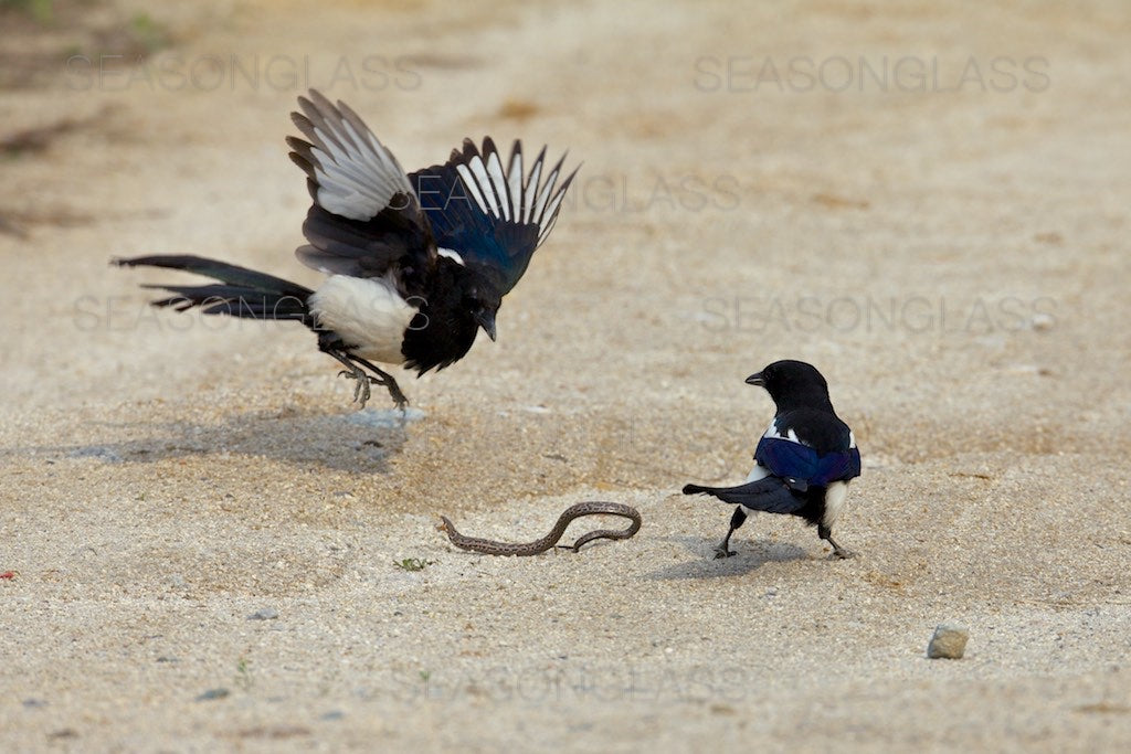 Magpies and Korean Rat Snake