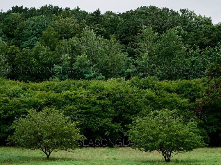 Woods in Summer