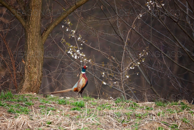 Cock Pheasant