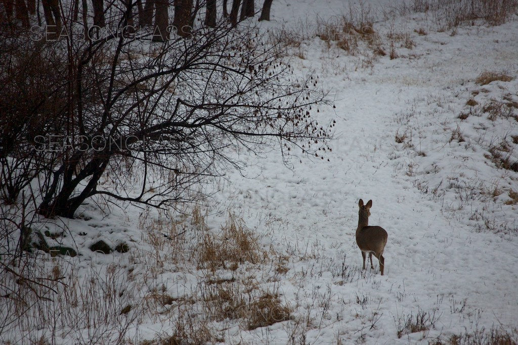 Water Deer