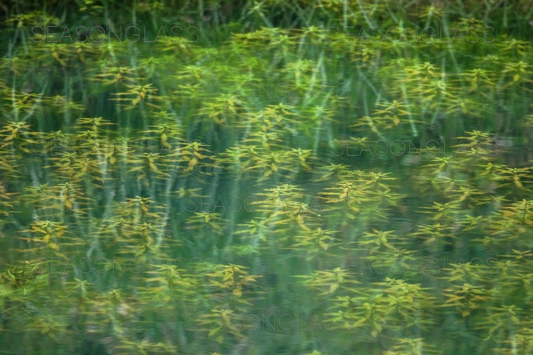 Pondweed