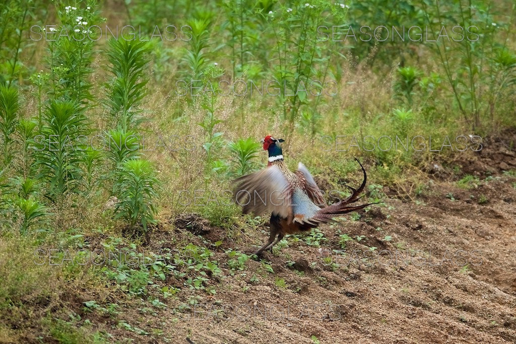 Cock Pheasant