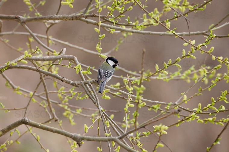 Great Tit on Willow Tree