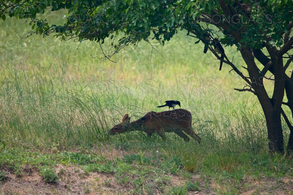 Water Deer and Magpie