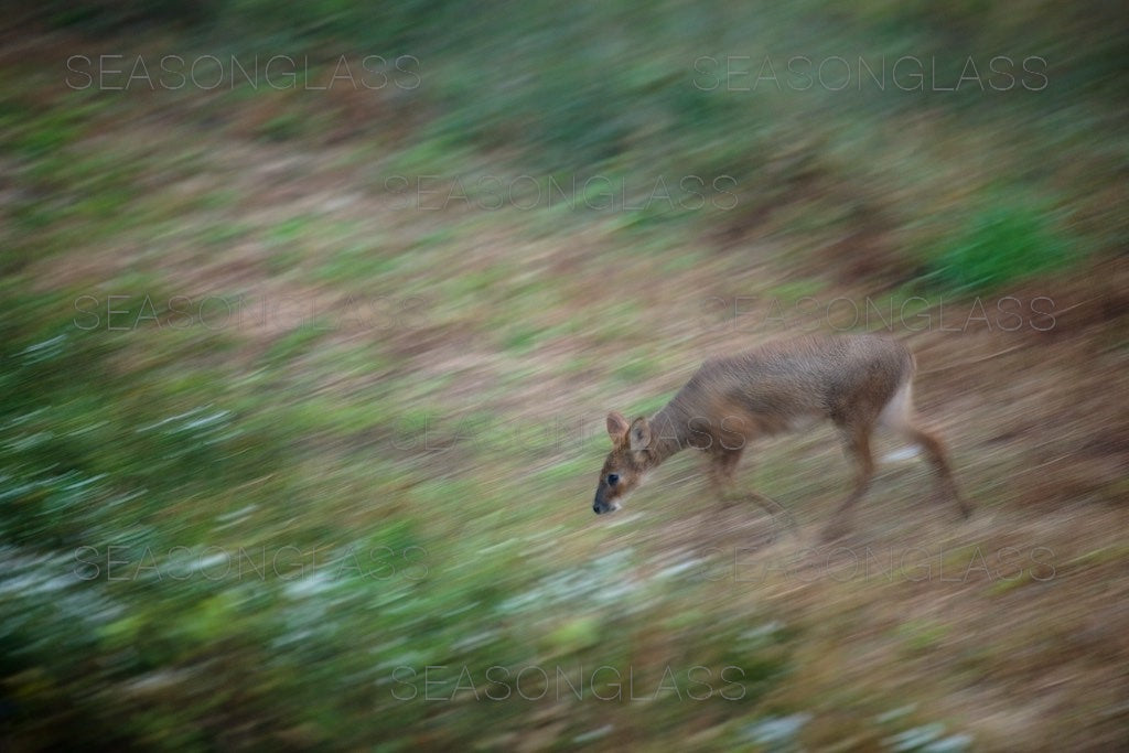 Water Deer