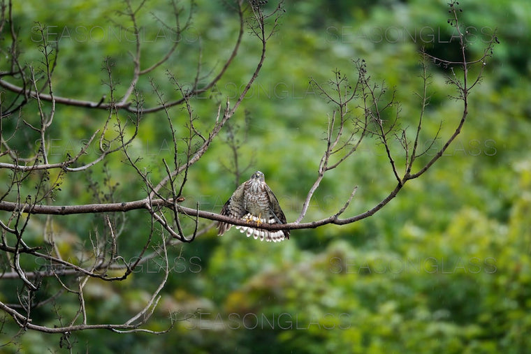Young Chinese Sparrowhawk