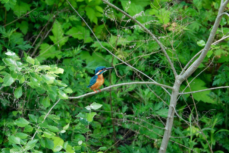Common Kingfisher