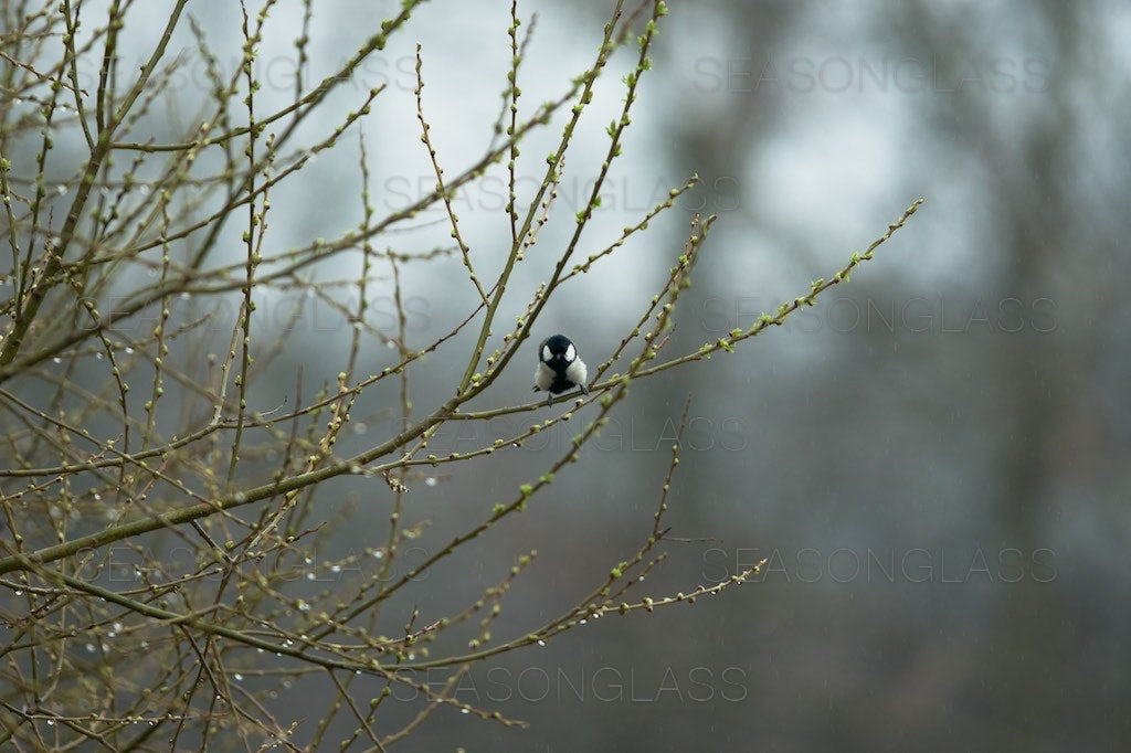 Great Tit