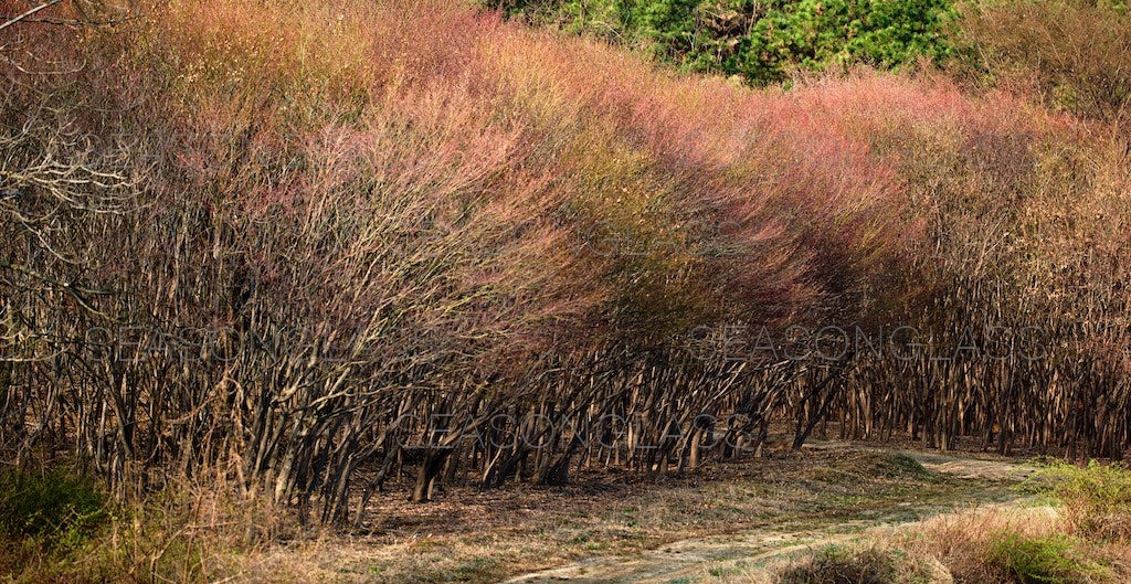 Maple Trees in Spring