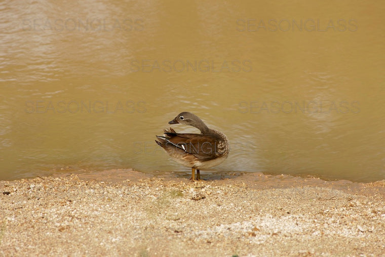 Male Mandarin Duck