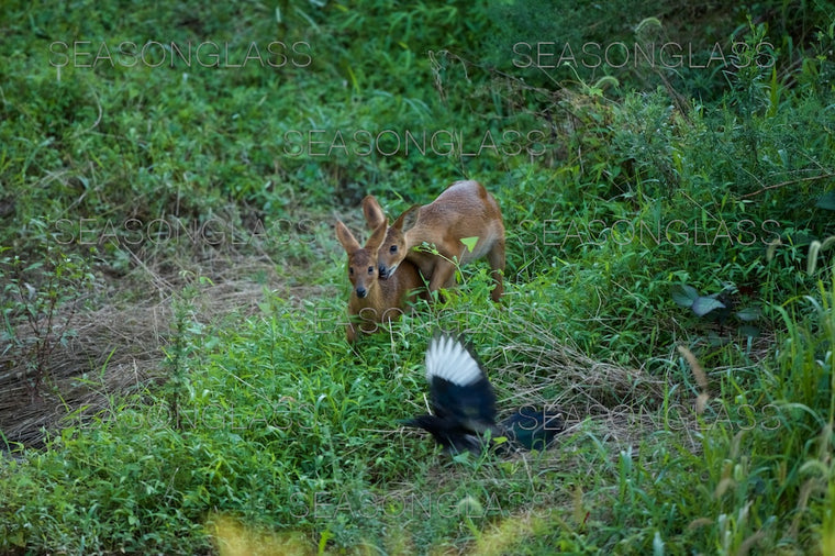 Water Deer and Magpie