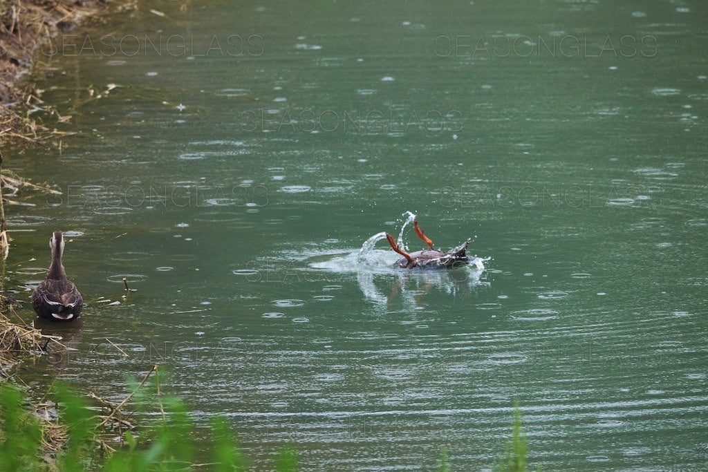 Spot-billed Ducks