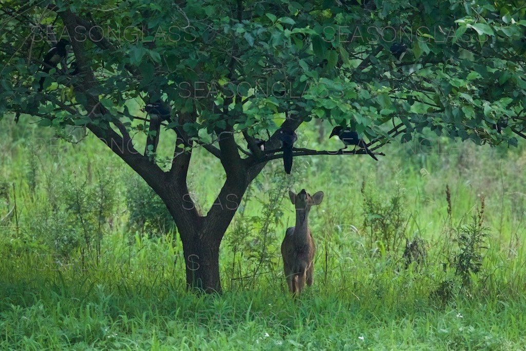 Magpies and Water Deer