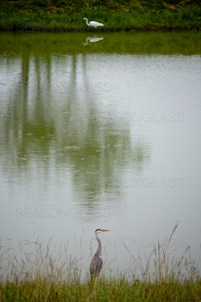 Grey Heron and Egret