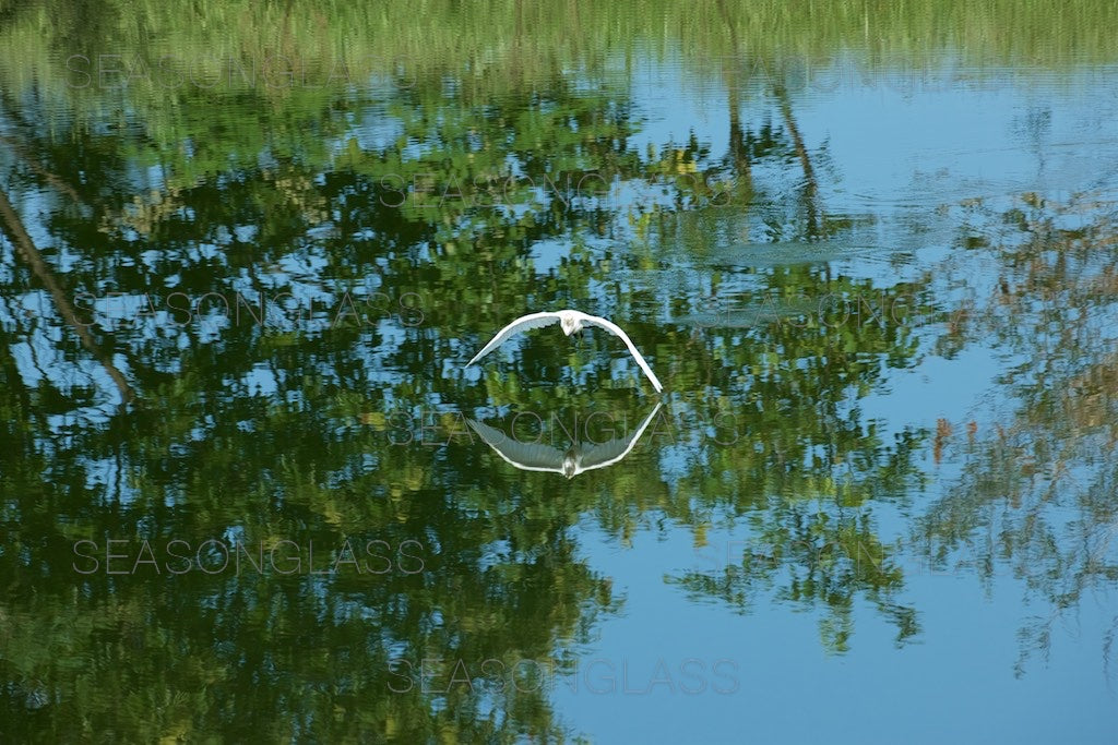 Egret