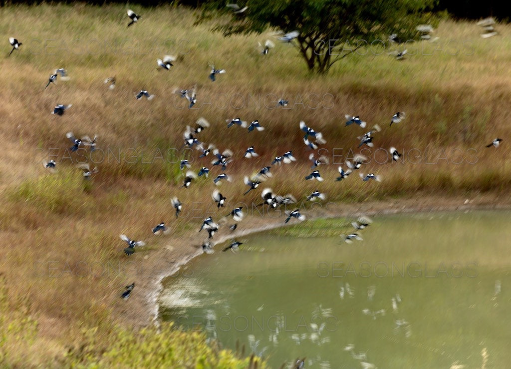 Flock of Magpies