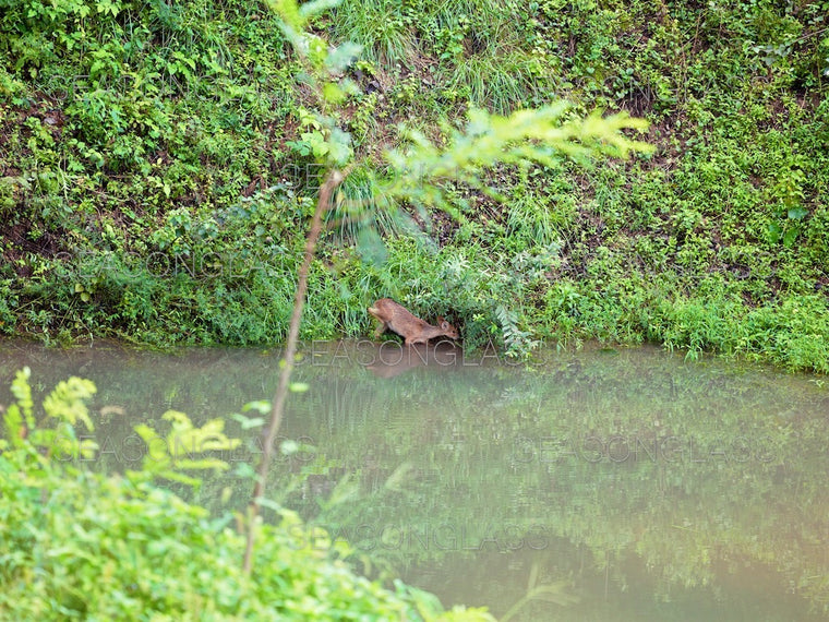 Water Deer