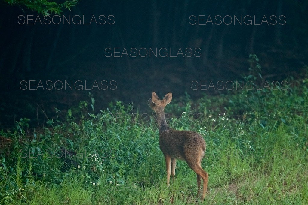 Water Deer