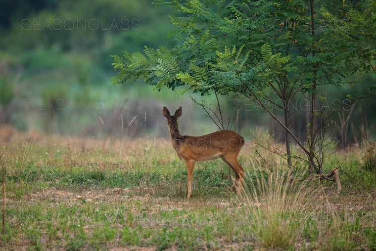 Water Deer