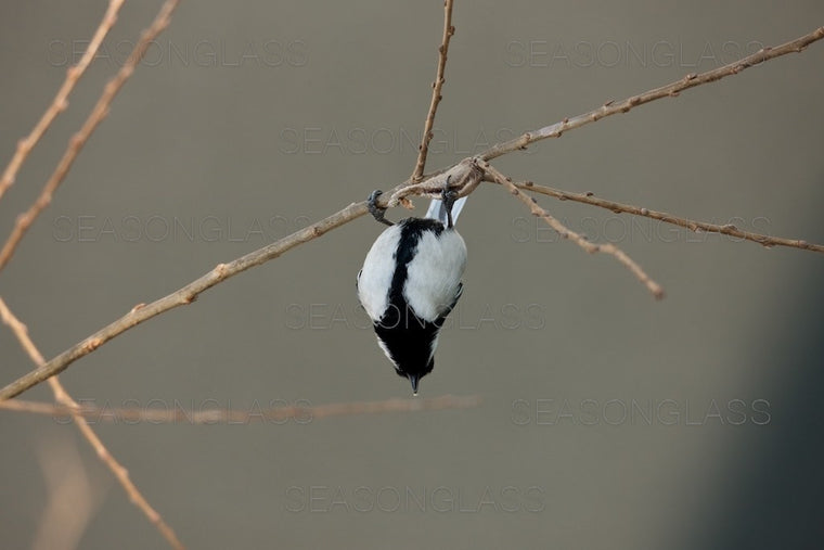 Great Tit
