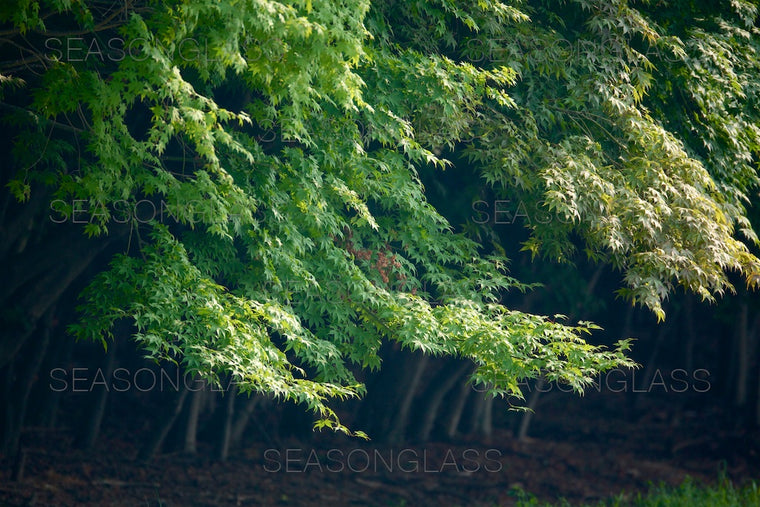 Maple Trees
